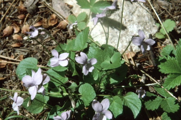 pale mountain violet (Viola adunca var. glabra)
